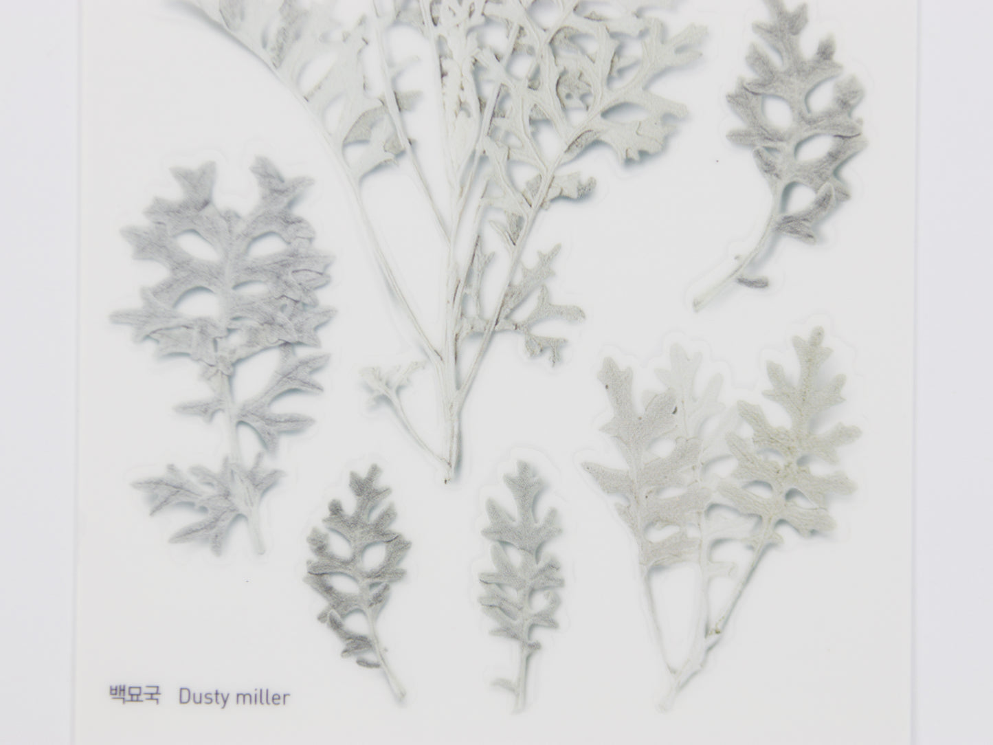 Appree Pressed Flower Stickers