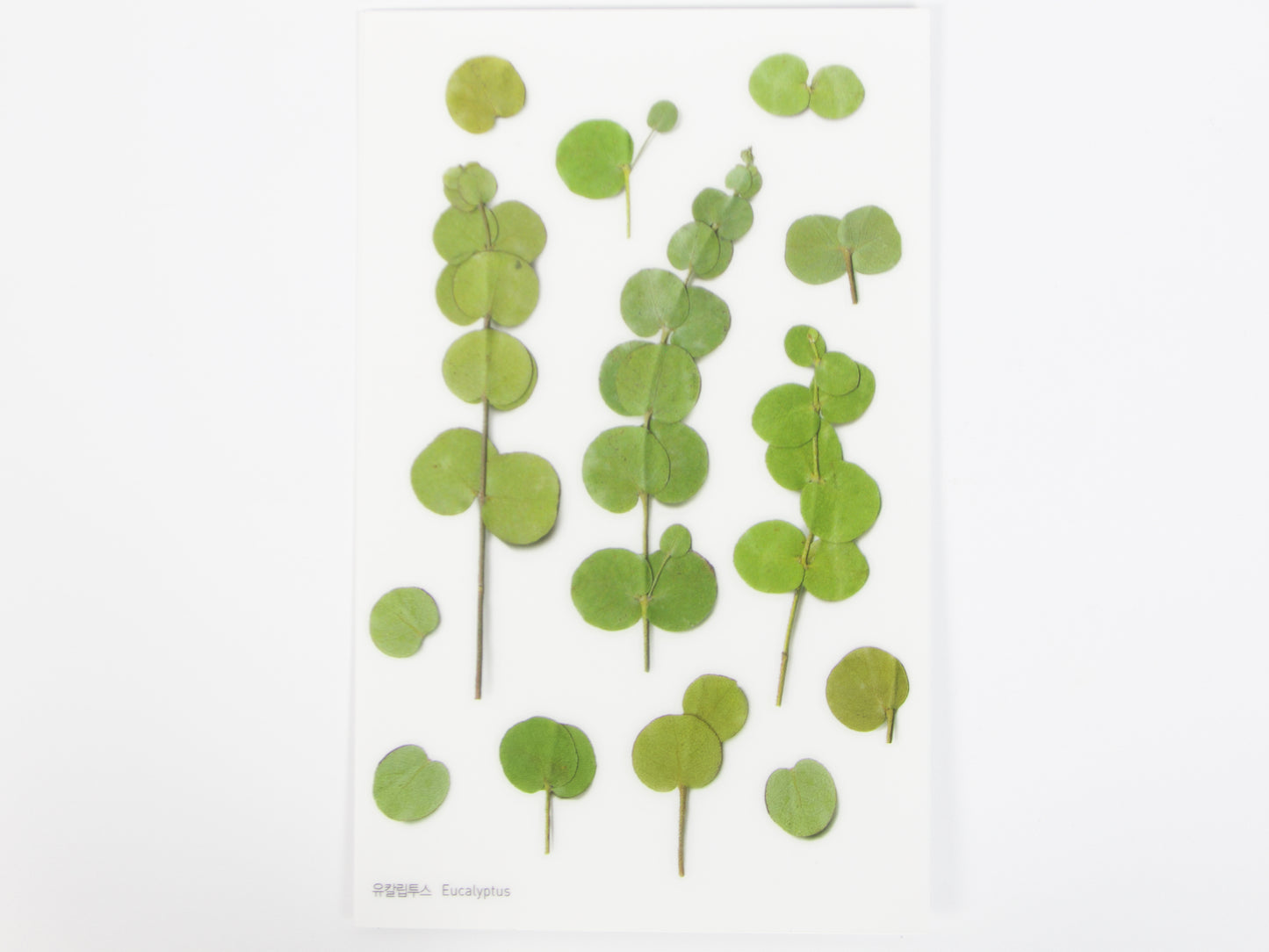 Appree Pressed Flower Stickers