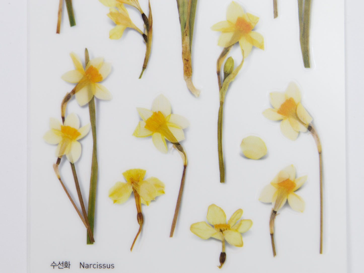 Appree Pressed Flower Stickers