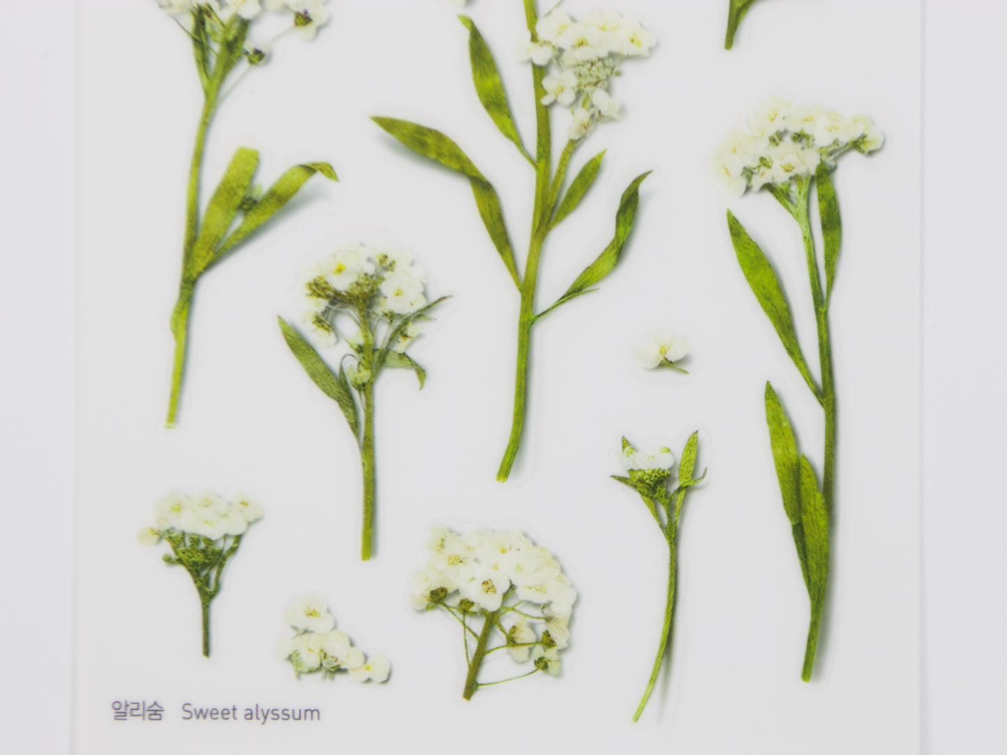 Appree Pressed Flower Stickers